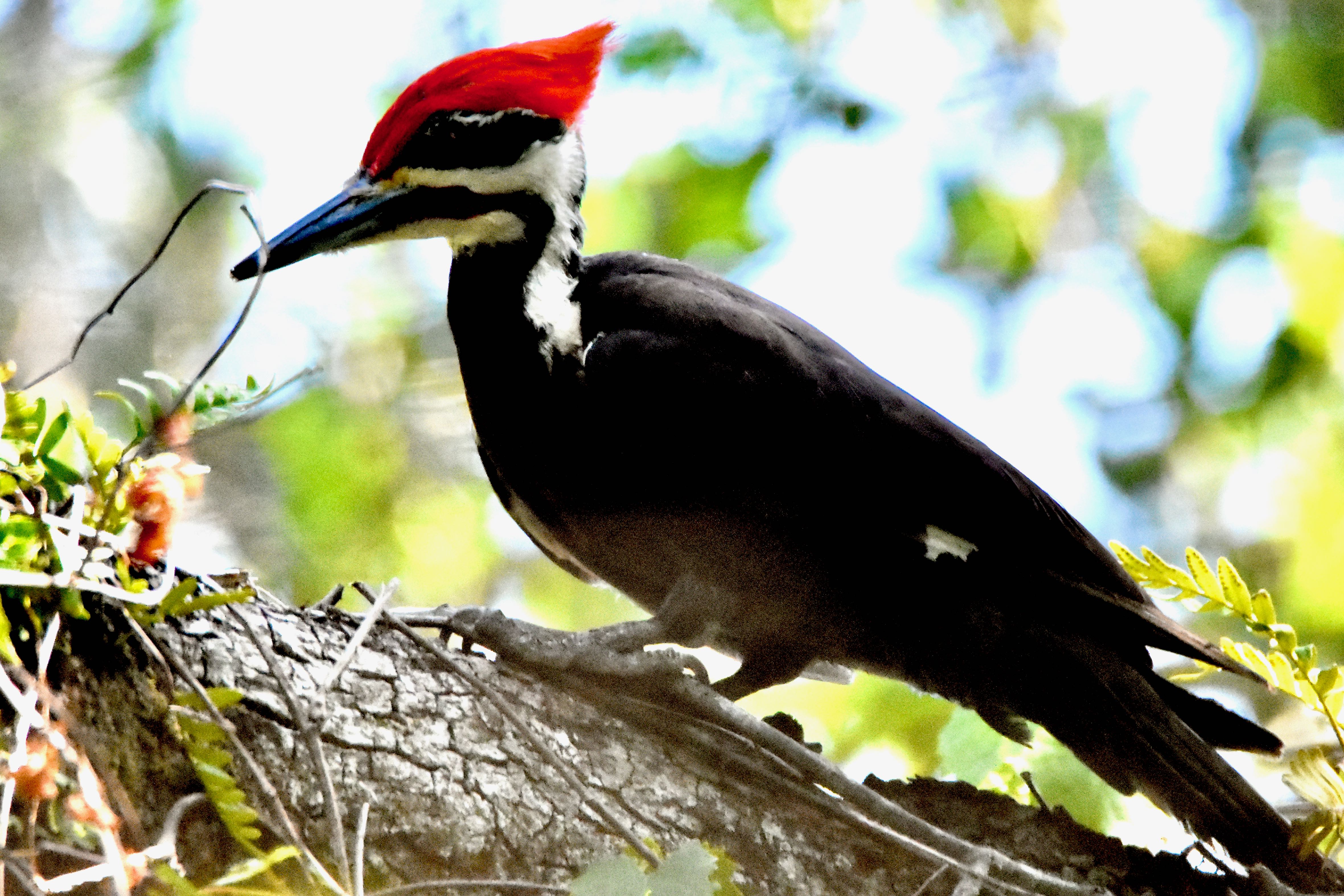 Pileated Woodpecker